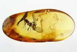 Fossil Fly (Dolichopodidae) with Aphid (Aphidoidea) in Baltic Amber #292572-1